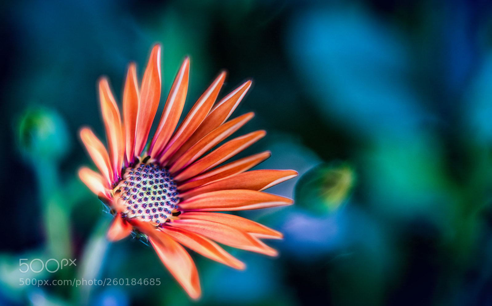 Nikon D850 sample photo. Let's shine photography