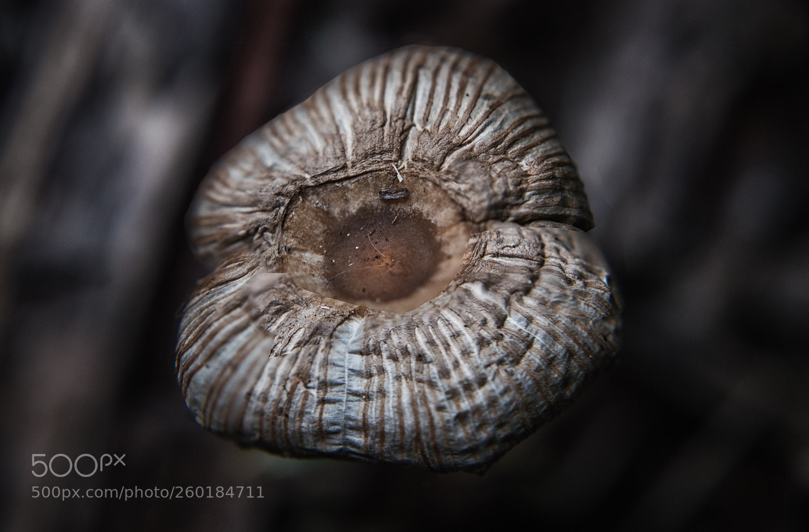 Nikon D3200 sample photo. Shroom photography
