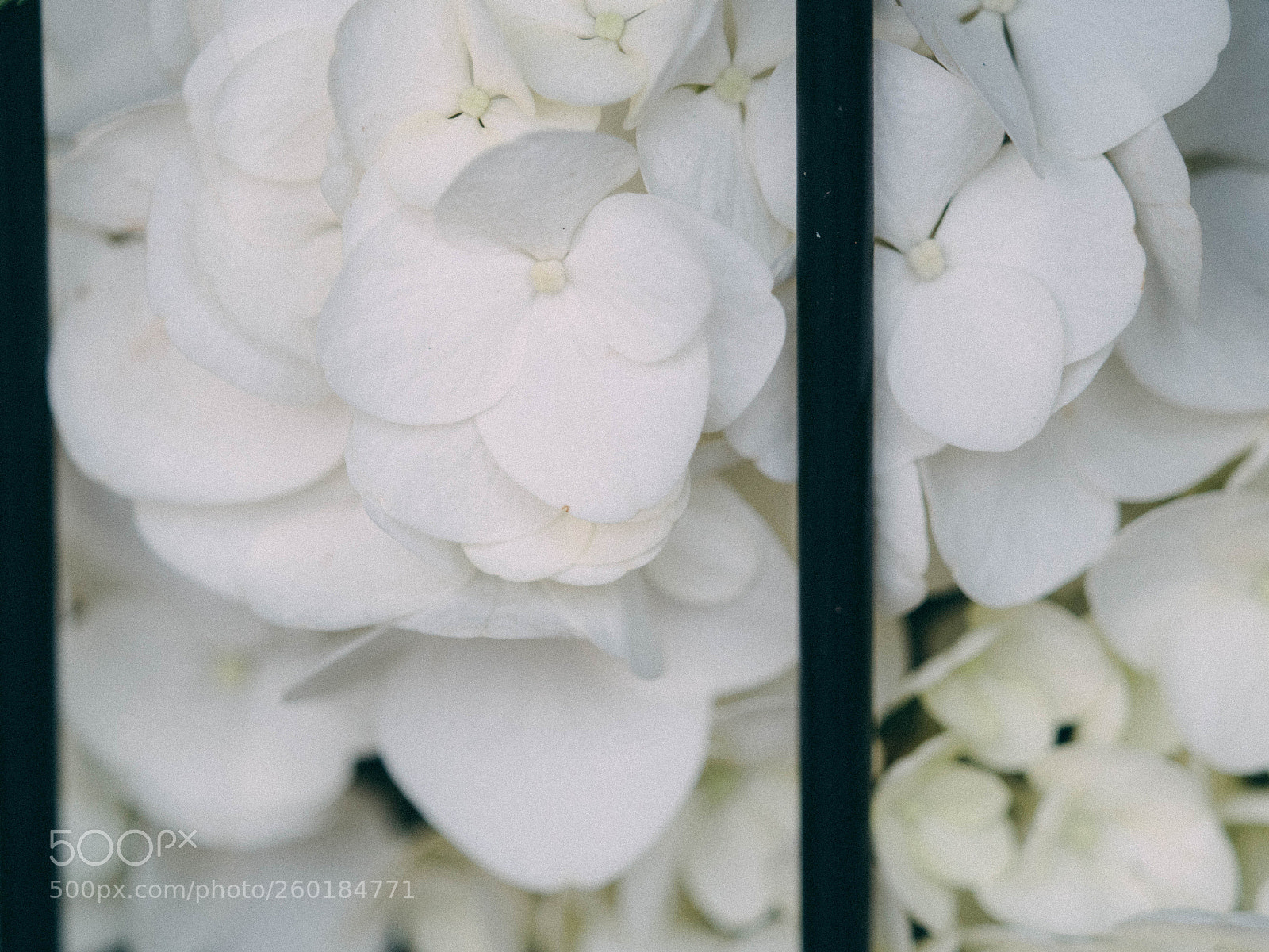 Olympus OM-D E-M5 II sample photo. White hydrangea photography
