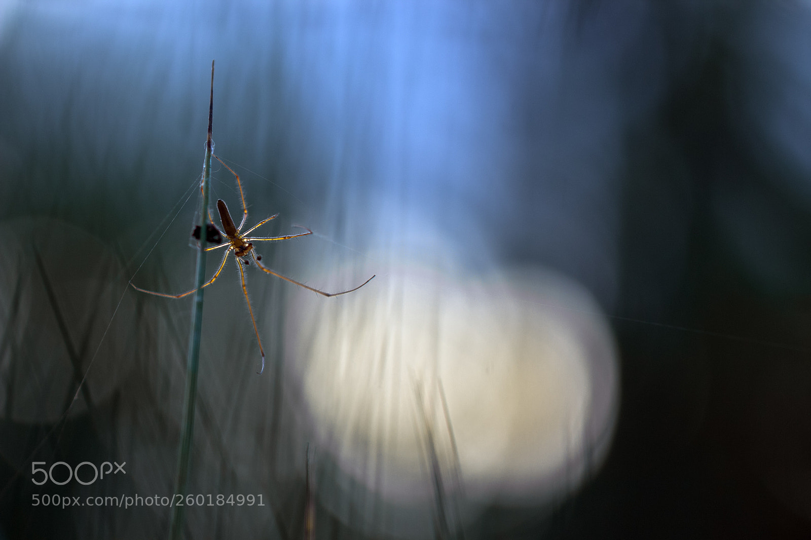 Canon EOS 600D (Rebel EOS T3i / EOS Kiss X5) sample photo. Spider photography