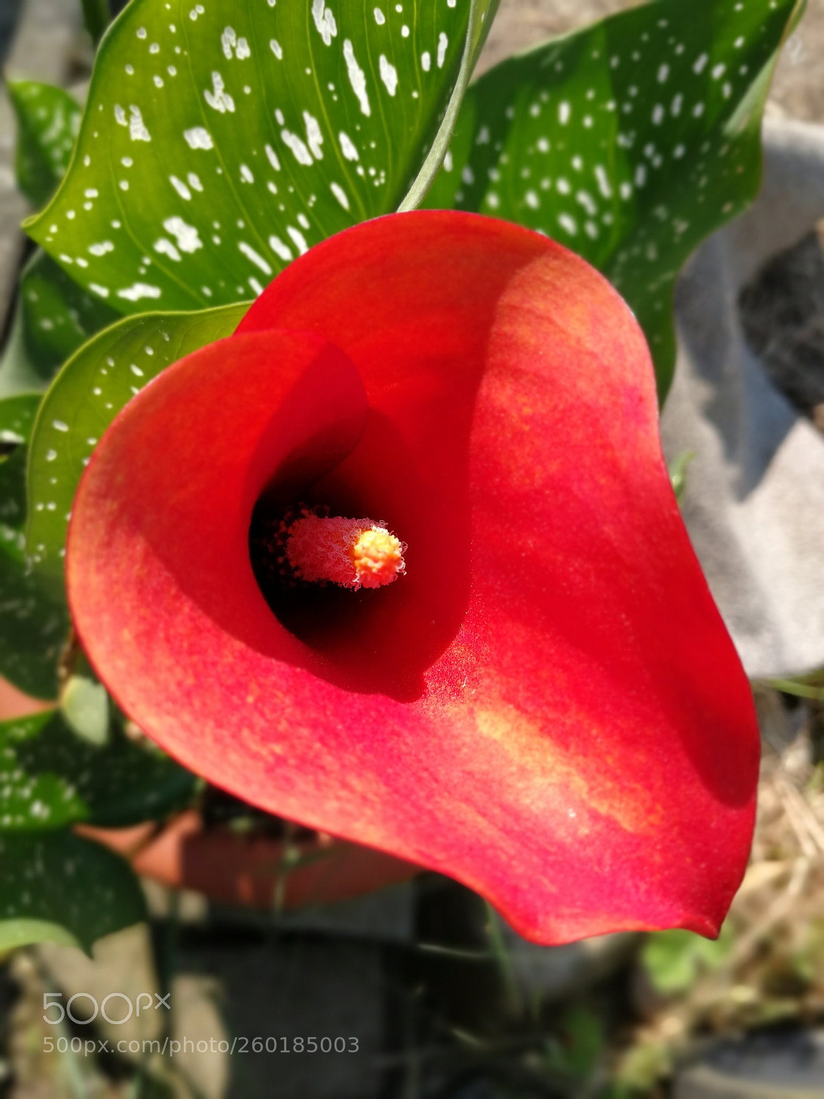 HUAWEI P10 sample photo. Untitled photography