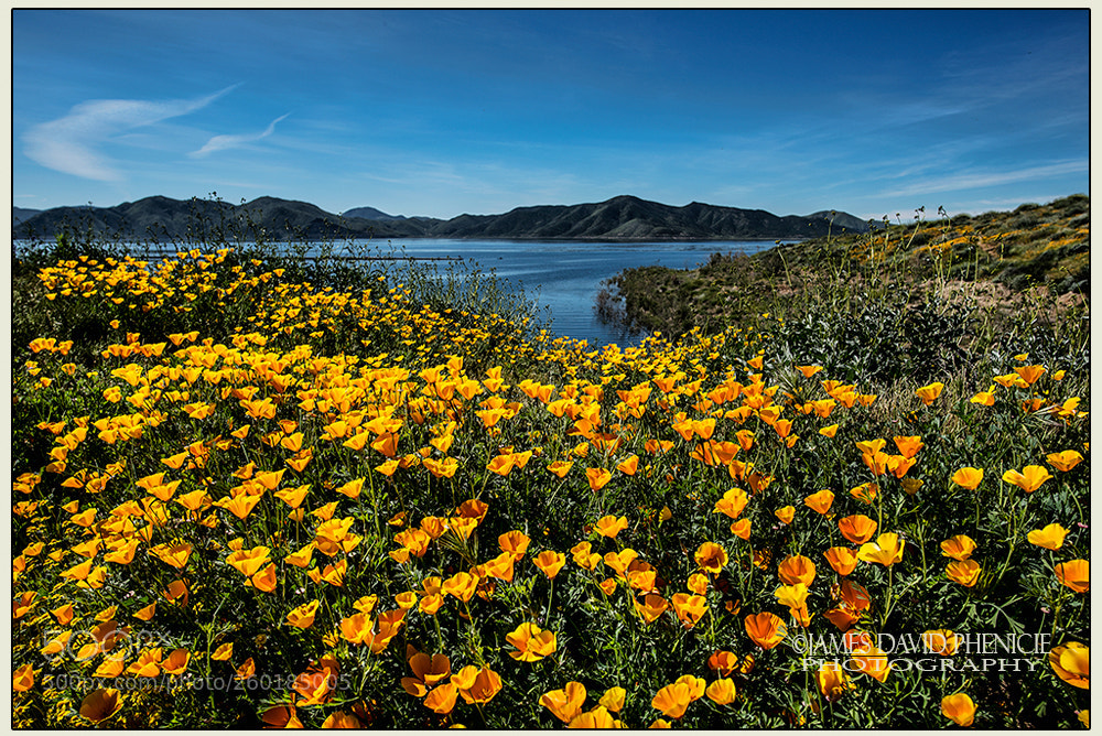 Nikon D750 sample photo. California flower bloom #1 photography