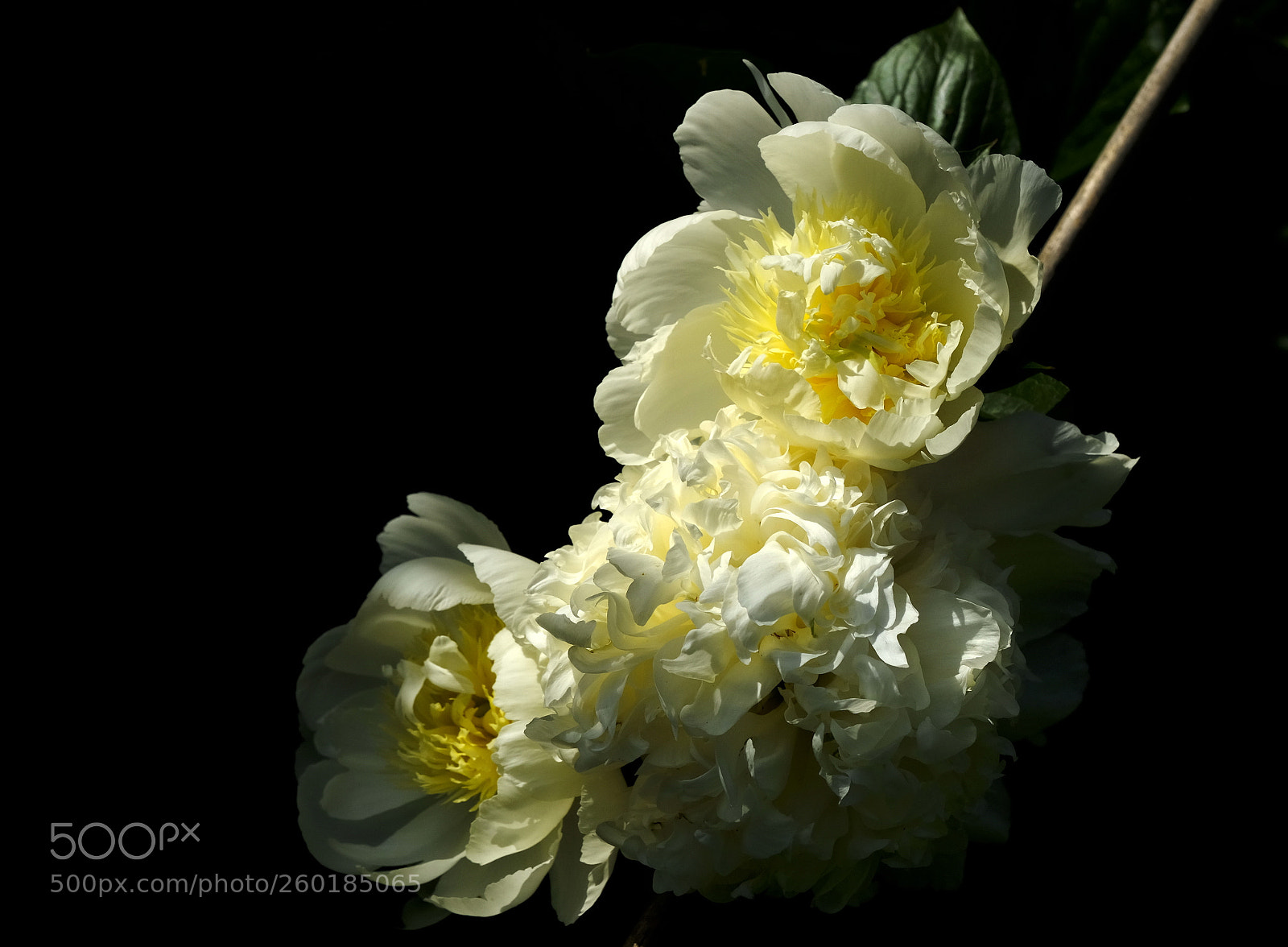 Fujifilm X-T2 sample photo. White peonies photography
