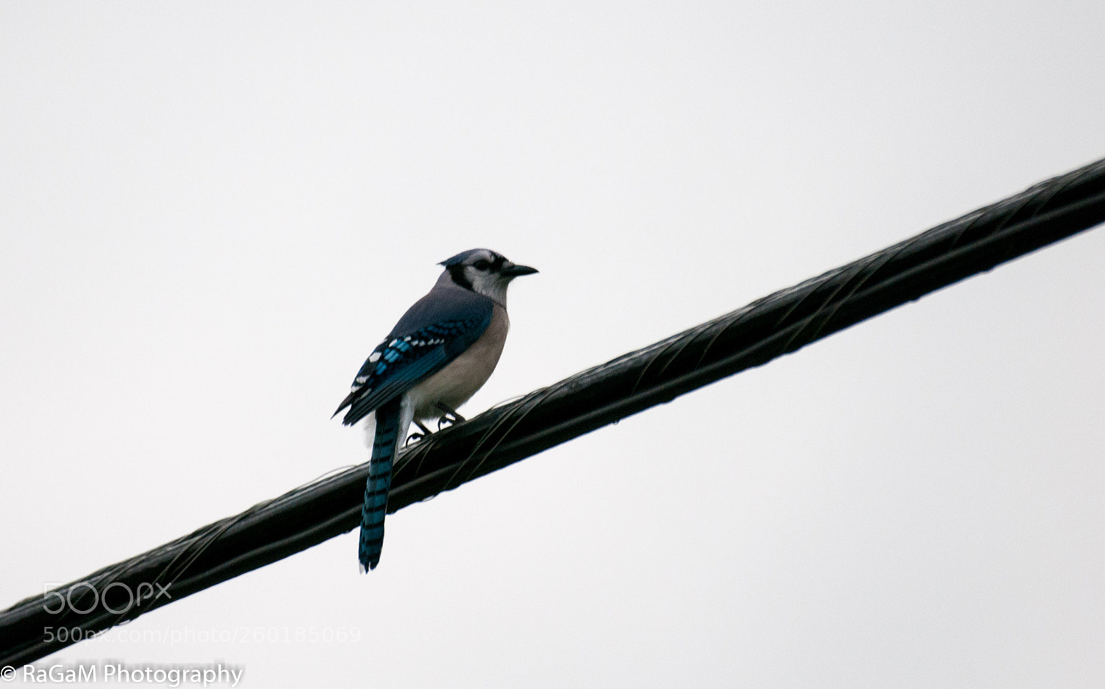 Nikon D300 sample photo. A blue jay photography