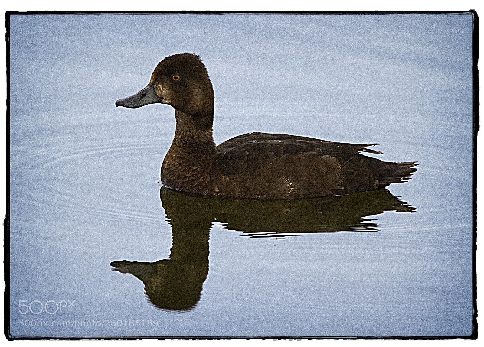 Canon EOS 7D sample photo. Female lesser scaup  photography