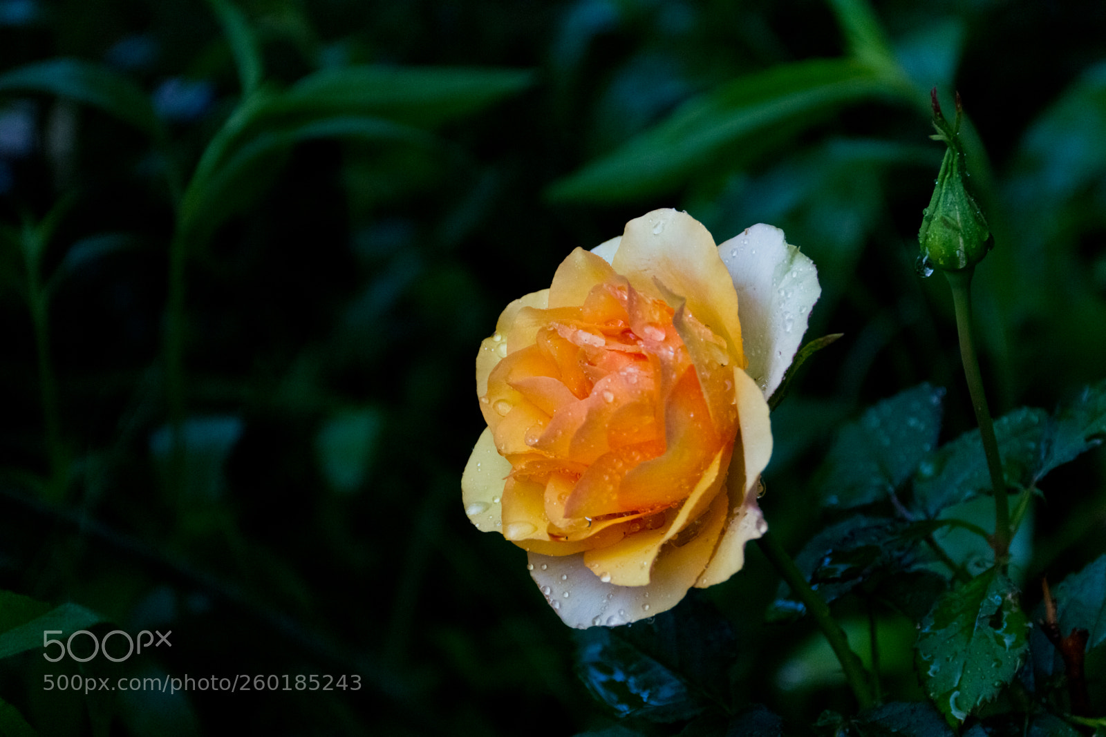 Canon EOS 60D sample photo. In our garden photography