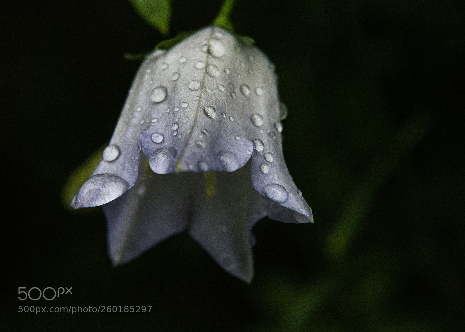 Nikon D810 sample photo. Campanula photography