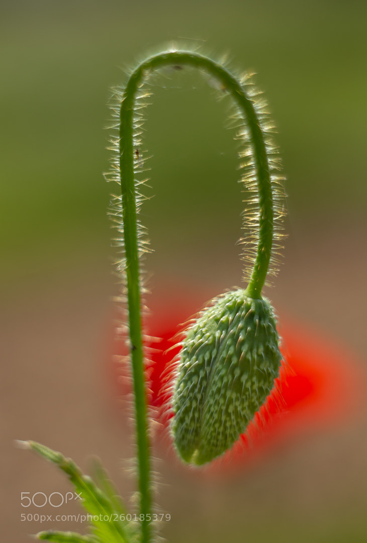 Canon EOS 6D sample photo. In the making photography