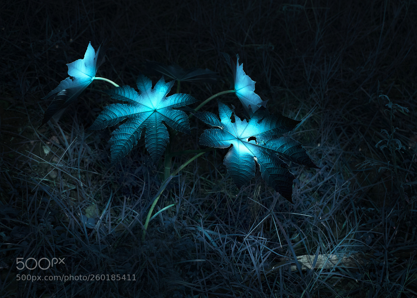 Canon EOS 80D sample photo. Bule night photography