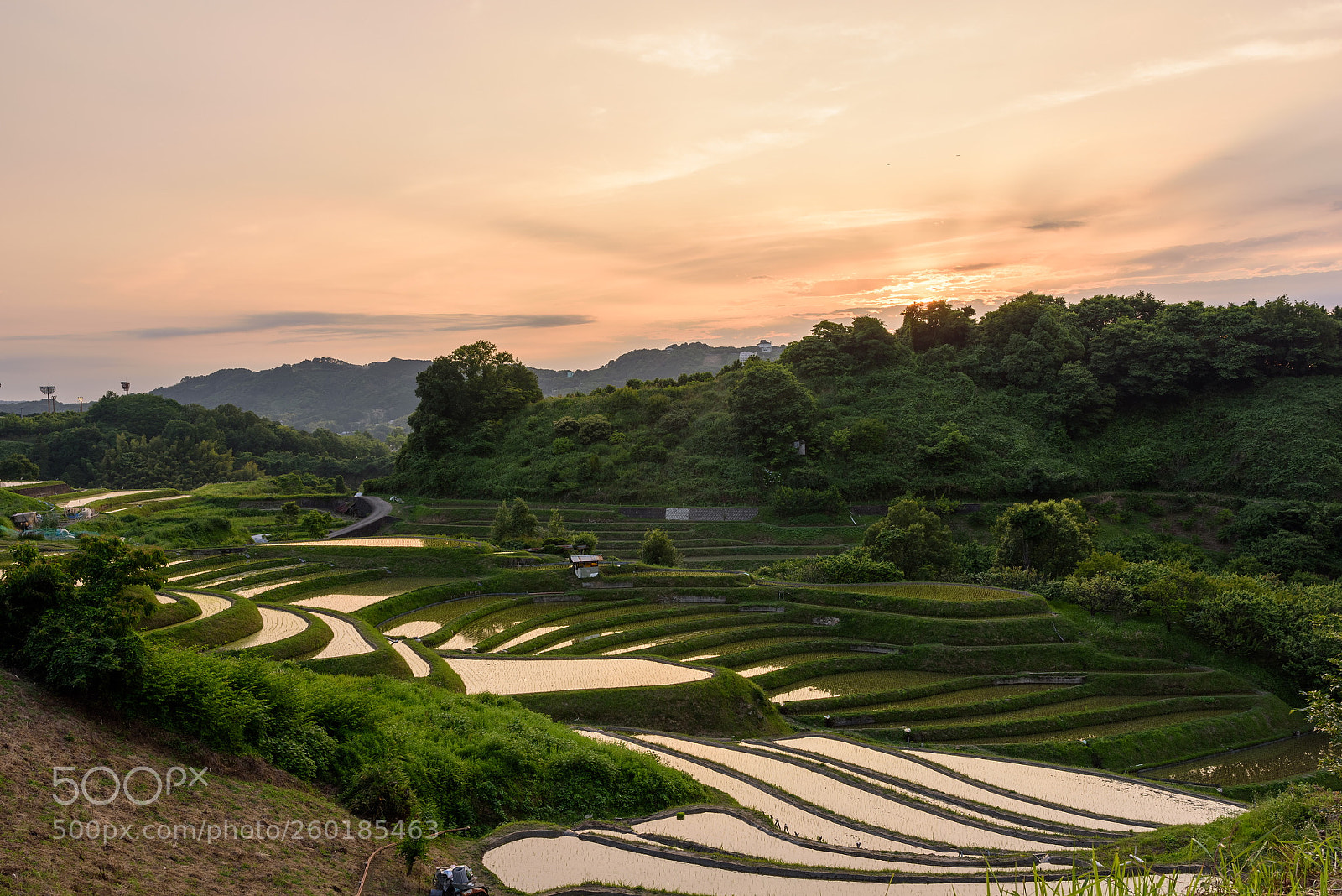 Nikon D810 sample photo. Rice terrace s sun photography