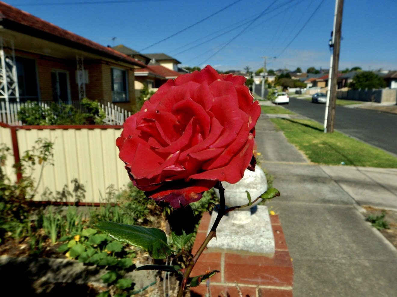 Nikon Coolpix AW130 sample photo. Red rose.  photography