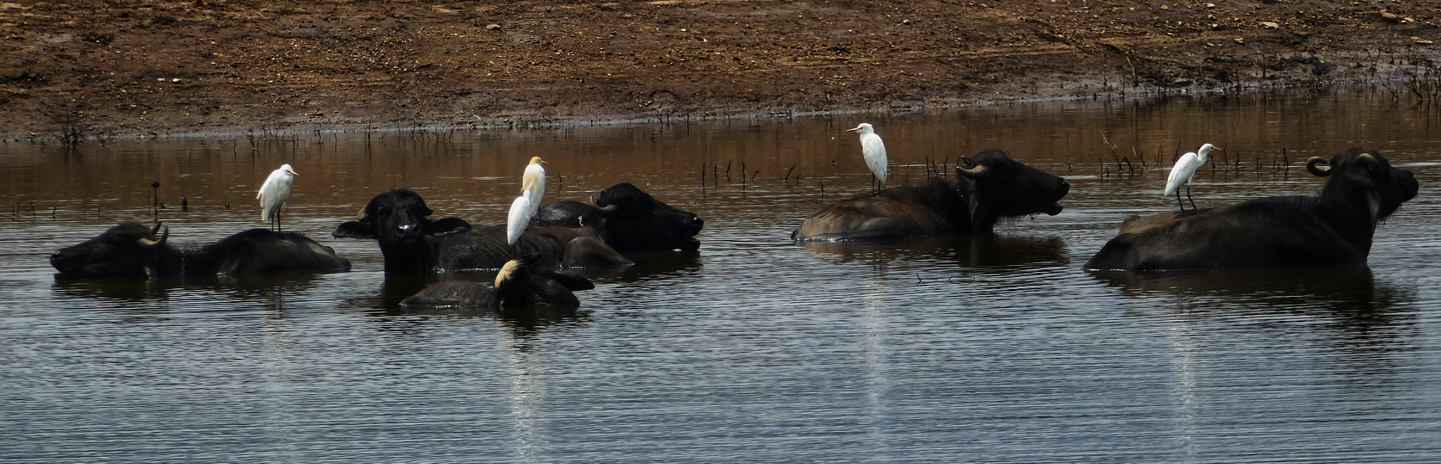Leica V-Lux (Typ 114) sample photo. Egrets and buffalos photography