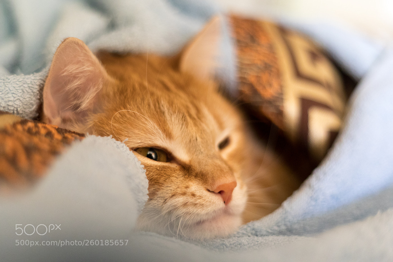 Canon EOS 5D Mark IV sample photo. Sleepy lucky photography