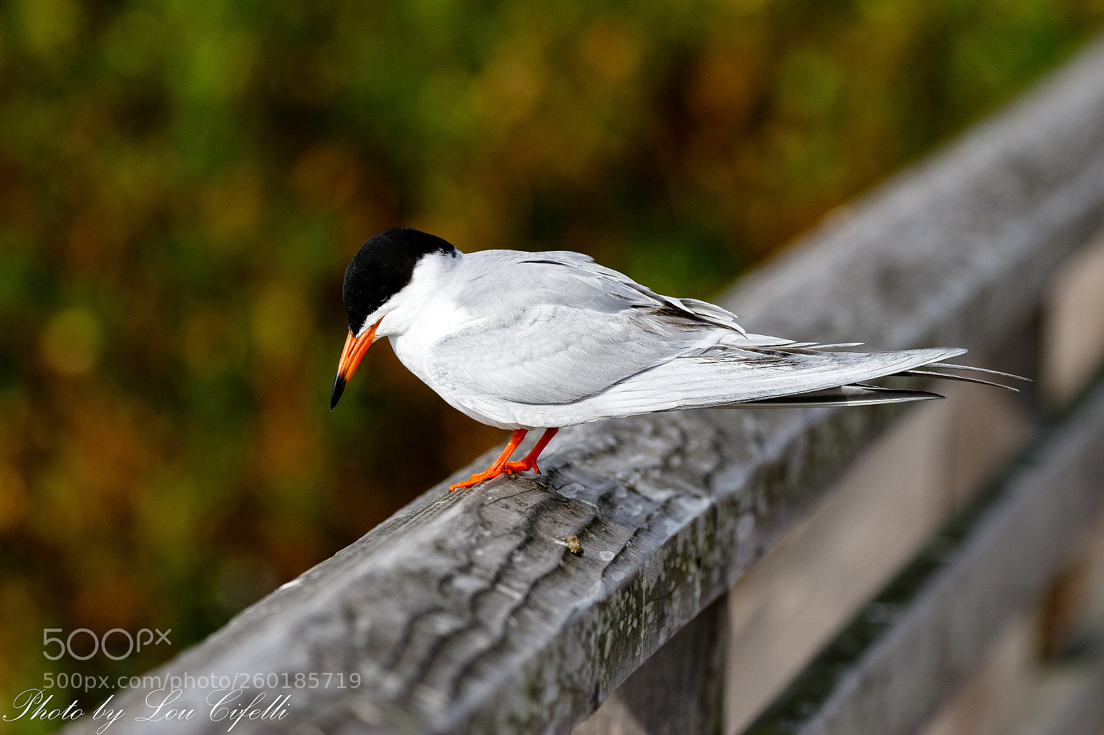 Canon EOS 7D Mark II sample photo. Tern4187 photography