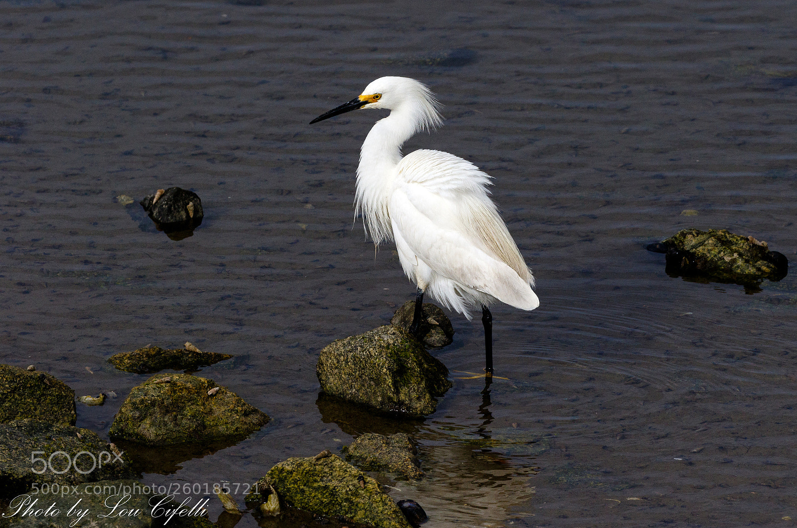 Canon EOS 7D Mark II sample photo. Egret4250 photography