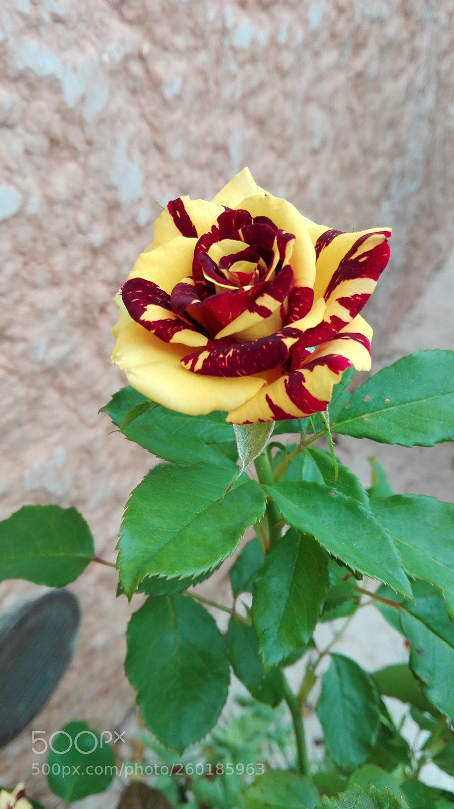 HUAWEI P8 Lite sample photo. Untitled photography