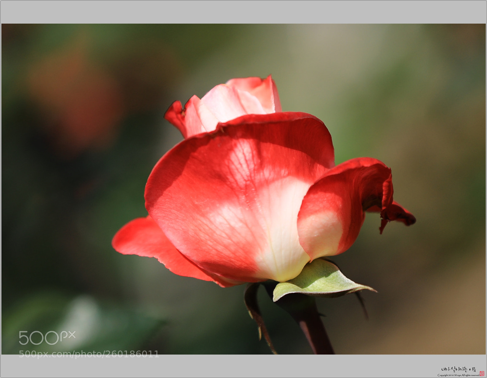 Canon EOS 5D Mark IV sample photo. Ya photography