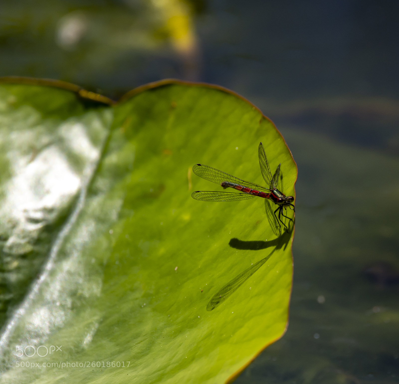 Nikon D4 sample photo. Dragonfly - riding the photography