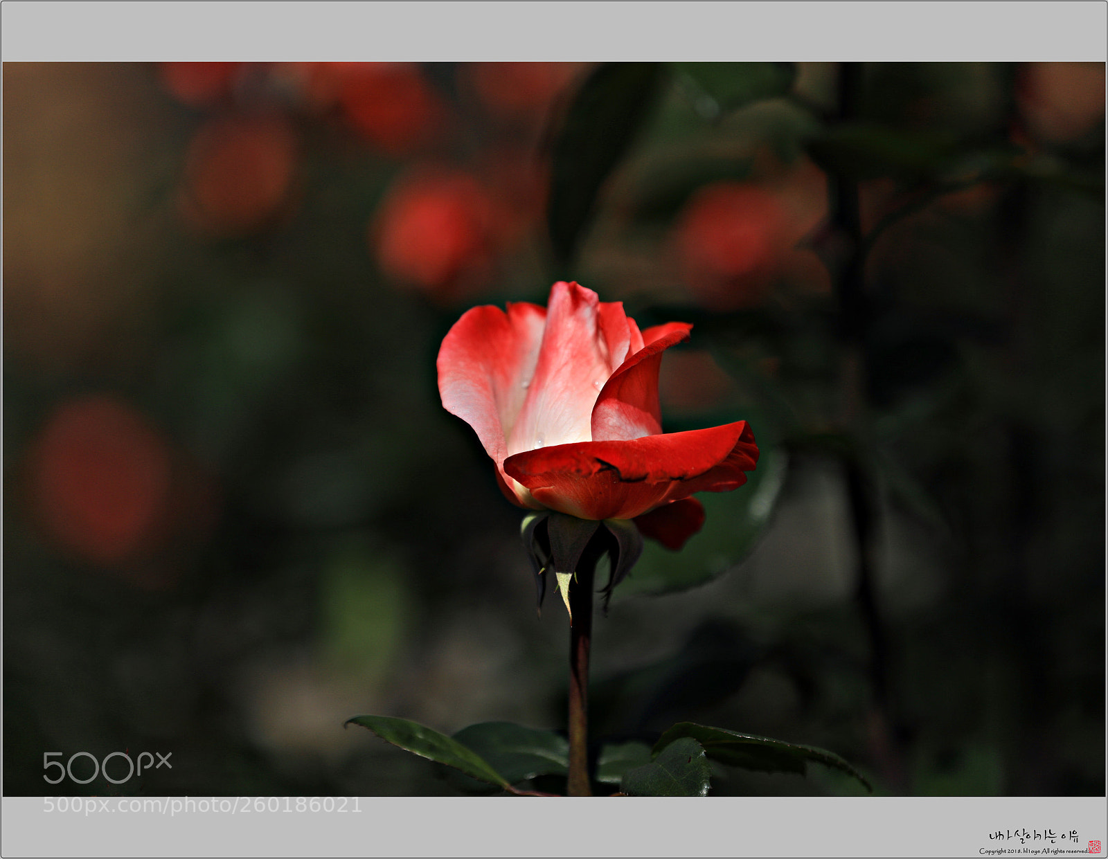Canon EOS 5D Mark IV sample photo. Ya photography