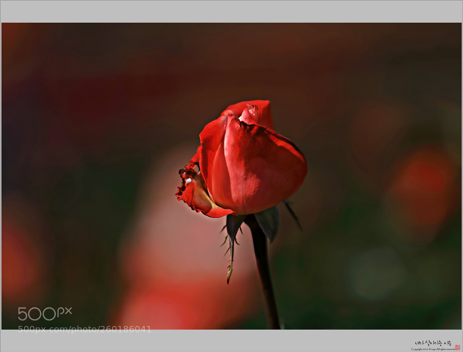 Canon EOS 5D Mark IV sample photo. 2y1a3087-1.jpg photography