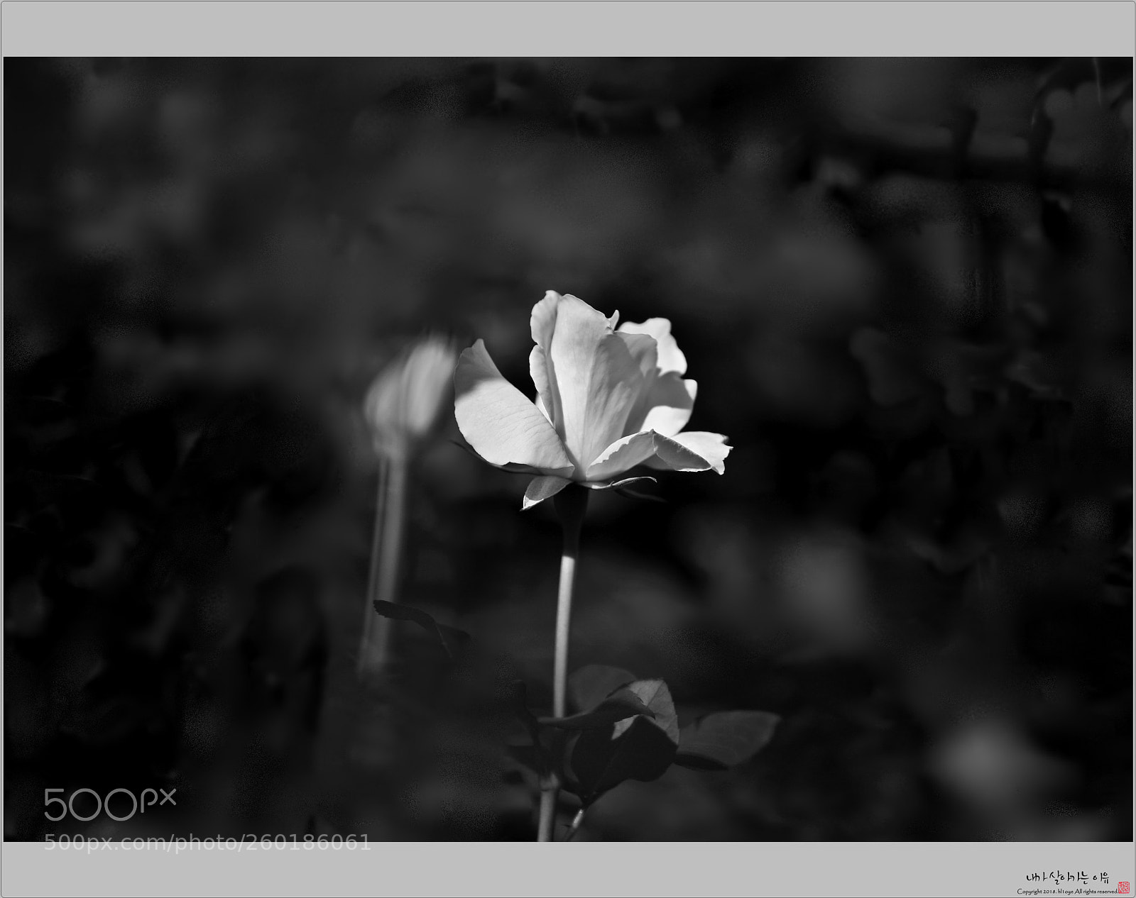 Canon EOS 5D Mark IV sample photo. Ya photography