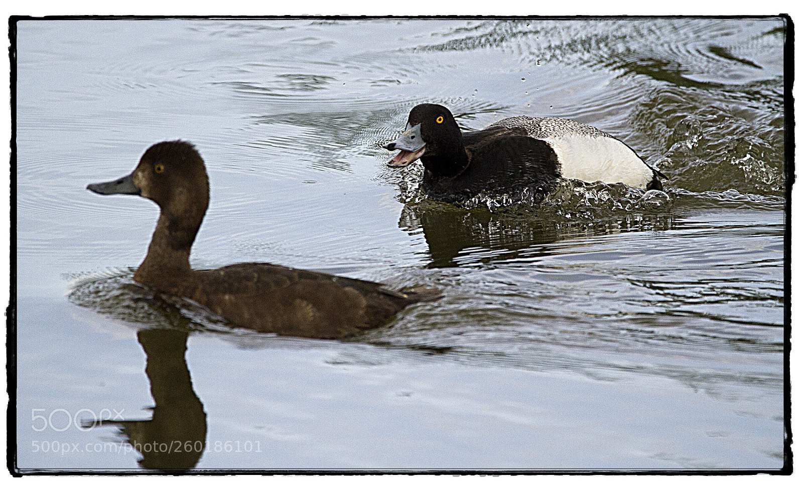 Canon EOS 7D sample photo. Angry lesser scaup  photography