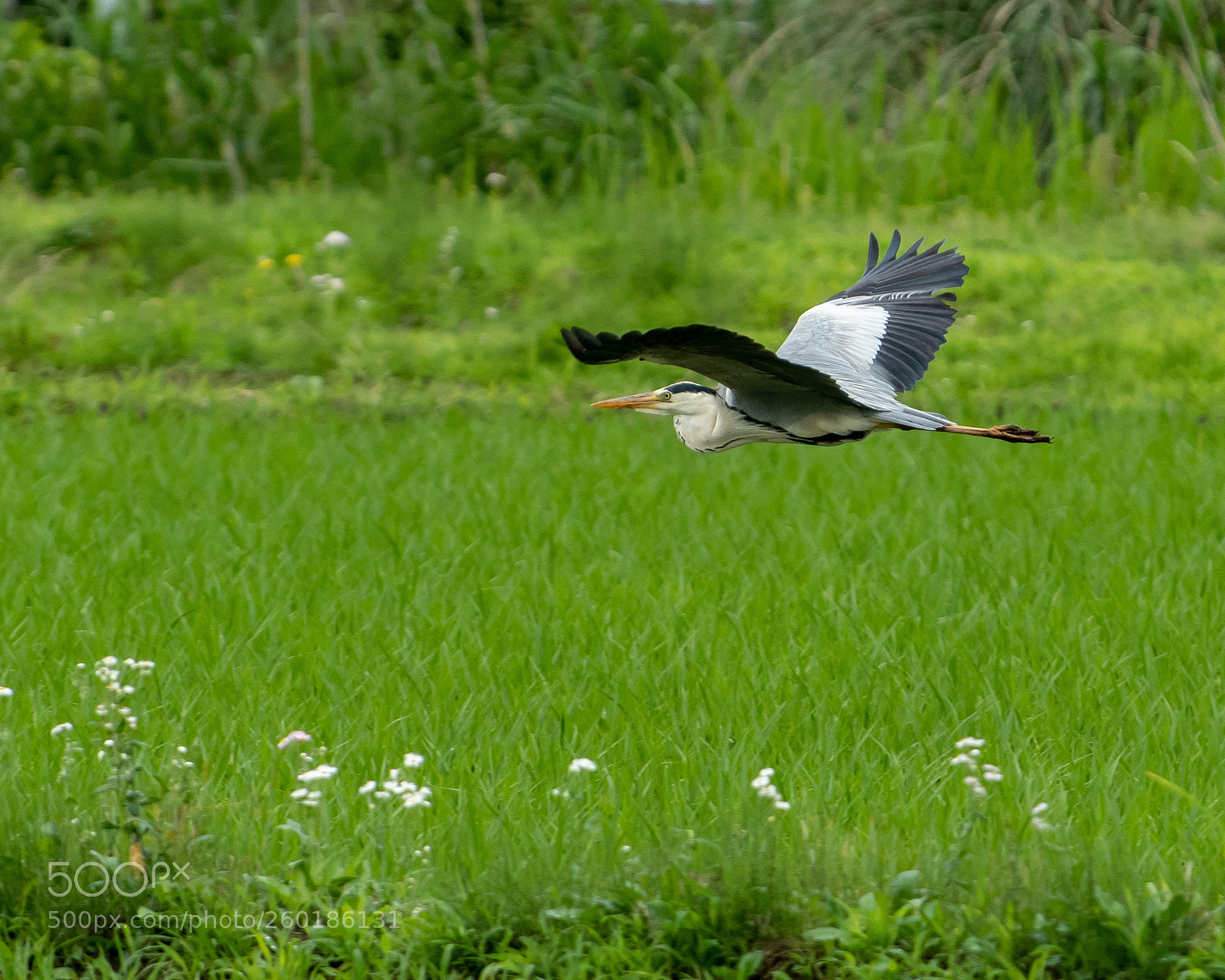 Nikon D500 sample photo. Low altitude -flight photography