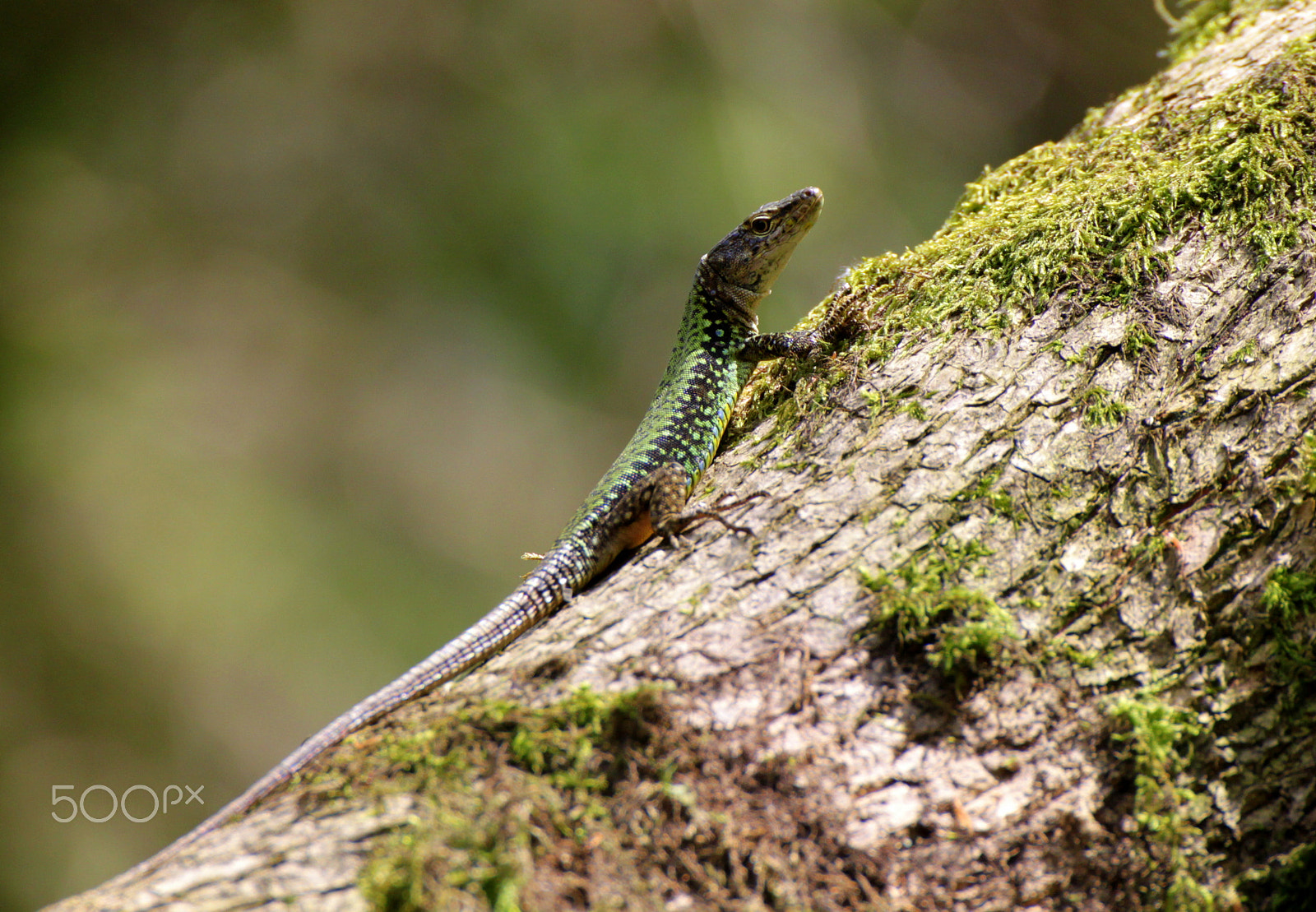 Tamron SP 35mm F1.8 Di VC USD sample photo. Rock lizard photography
