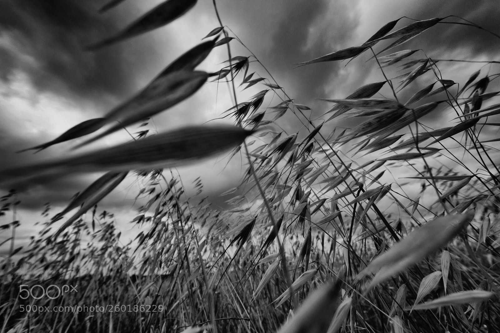 Nikon D7100 sample photo. Caos photography