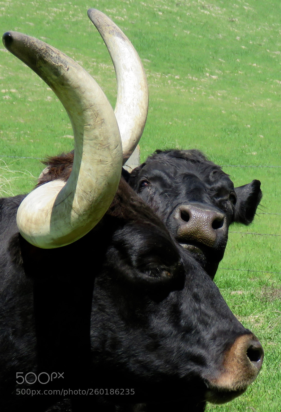 Canon PowerShot SX60 HS sample photo. Your horns are hot! photography
