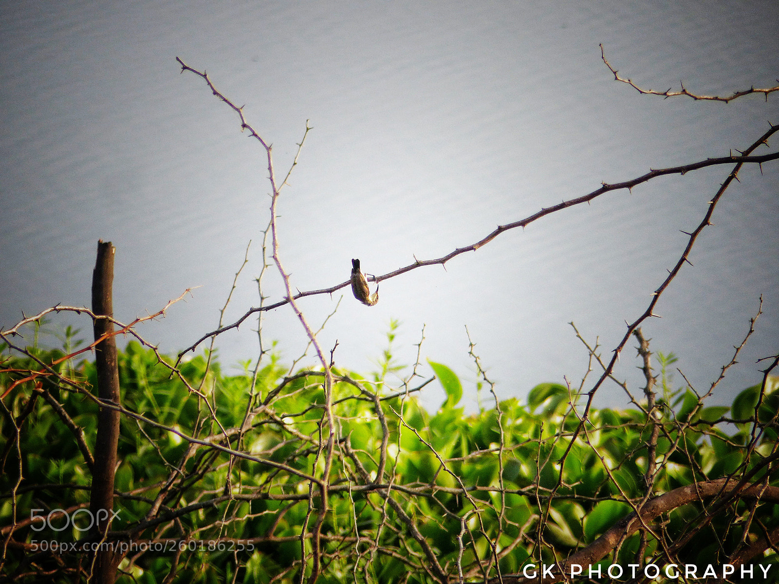 Panasonic Lumix DMC-FZ200 sample photo. Tiny bird photography