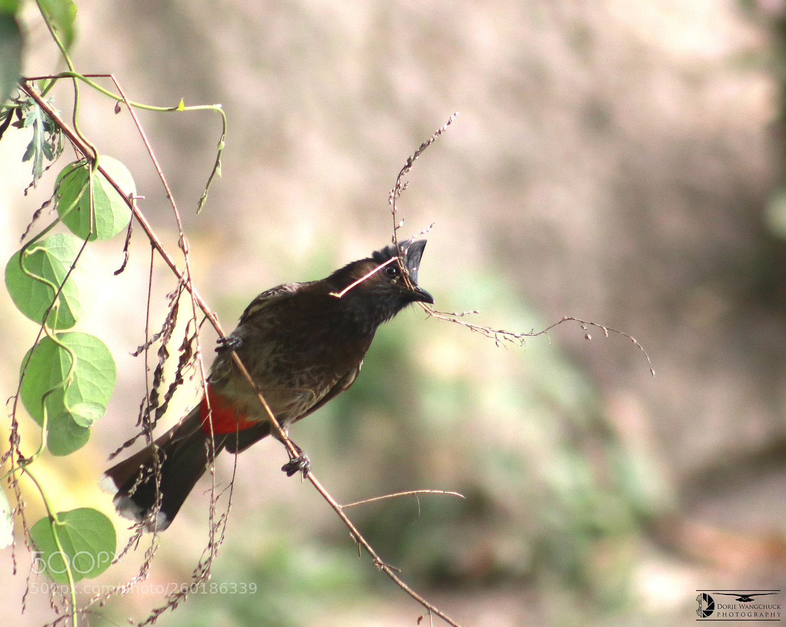 Canon EOS 80D sample photo. Here comes flying ranbir photography