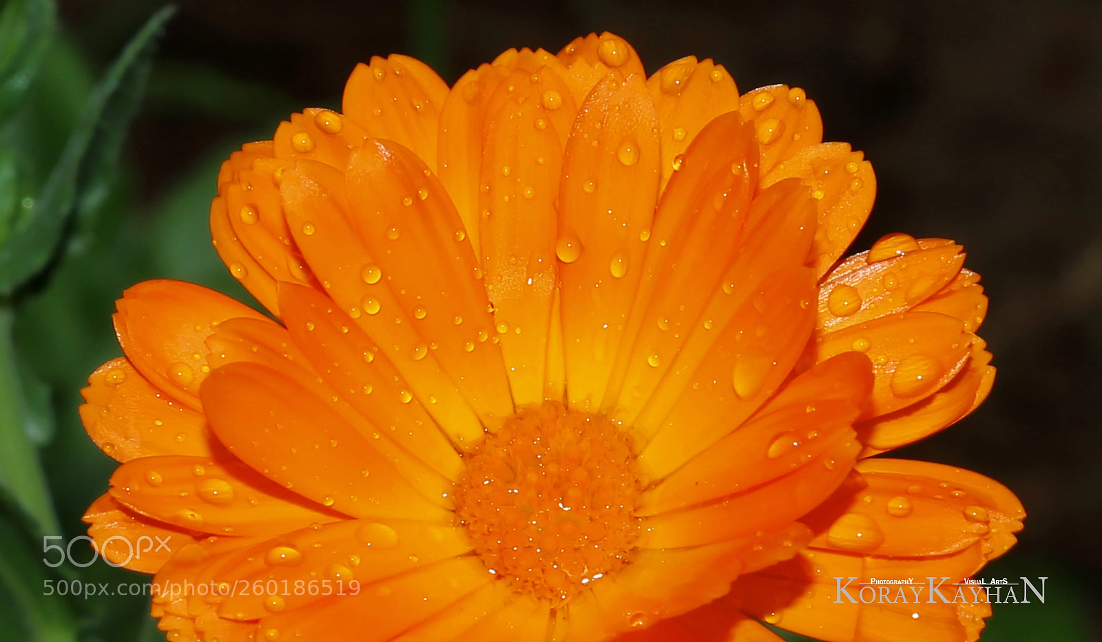 Canon EOS 6D sample photo. Calendula officinalis (aynısefa) photography