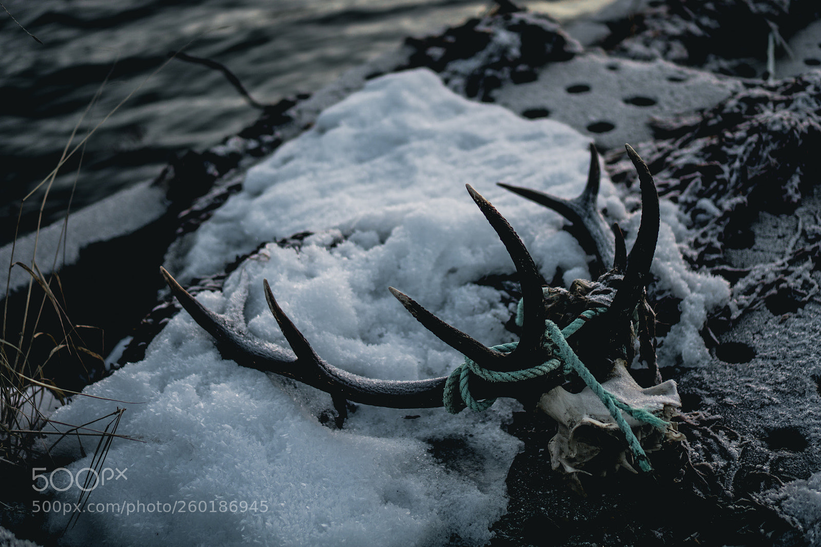 Sony a6000 sample photo. Remains of a deer photography