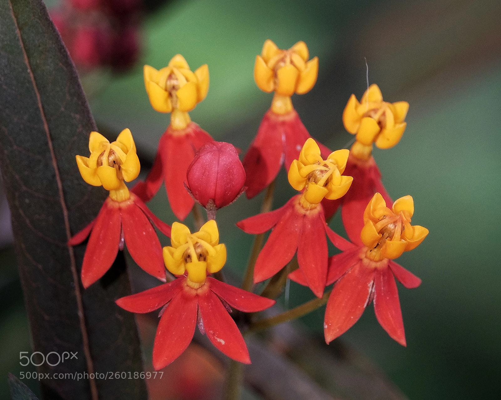 Fujifilm X-T1 sample photo. The chorus line  photography