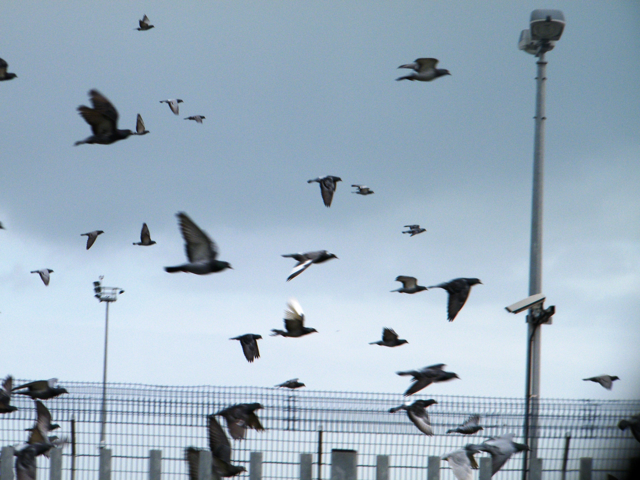 Fujifilm FinePix S2000HD sample photo. Flight photography