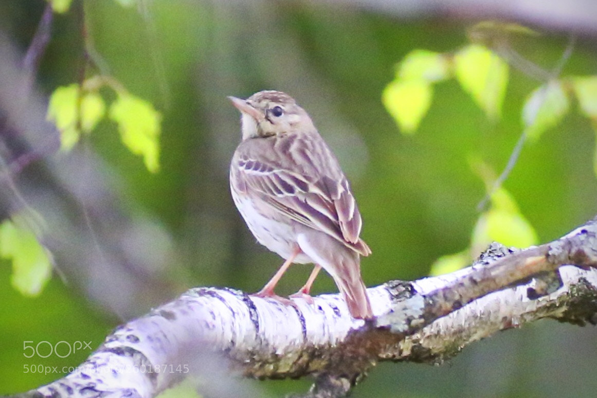 Canon EOS 6D sample photo. Unknown bird photography