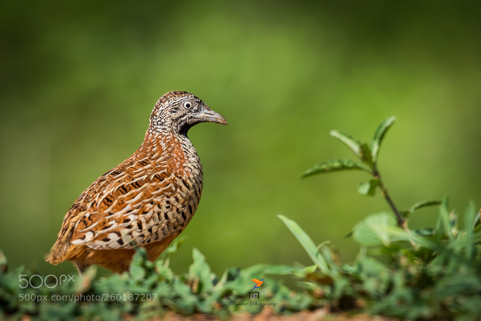 Nikon D810 sample photo. Barred buttonquail photography