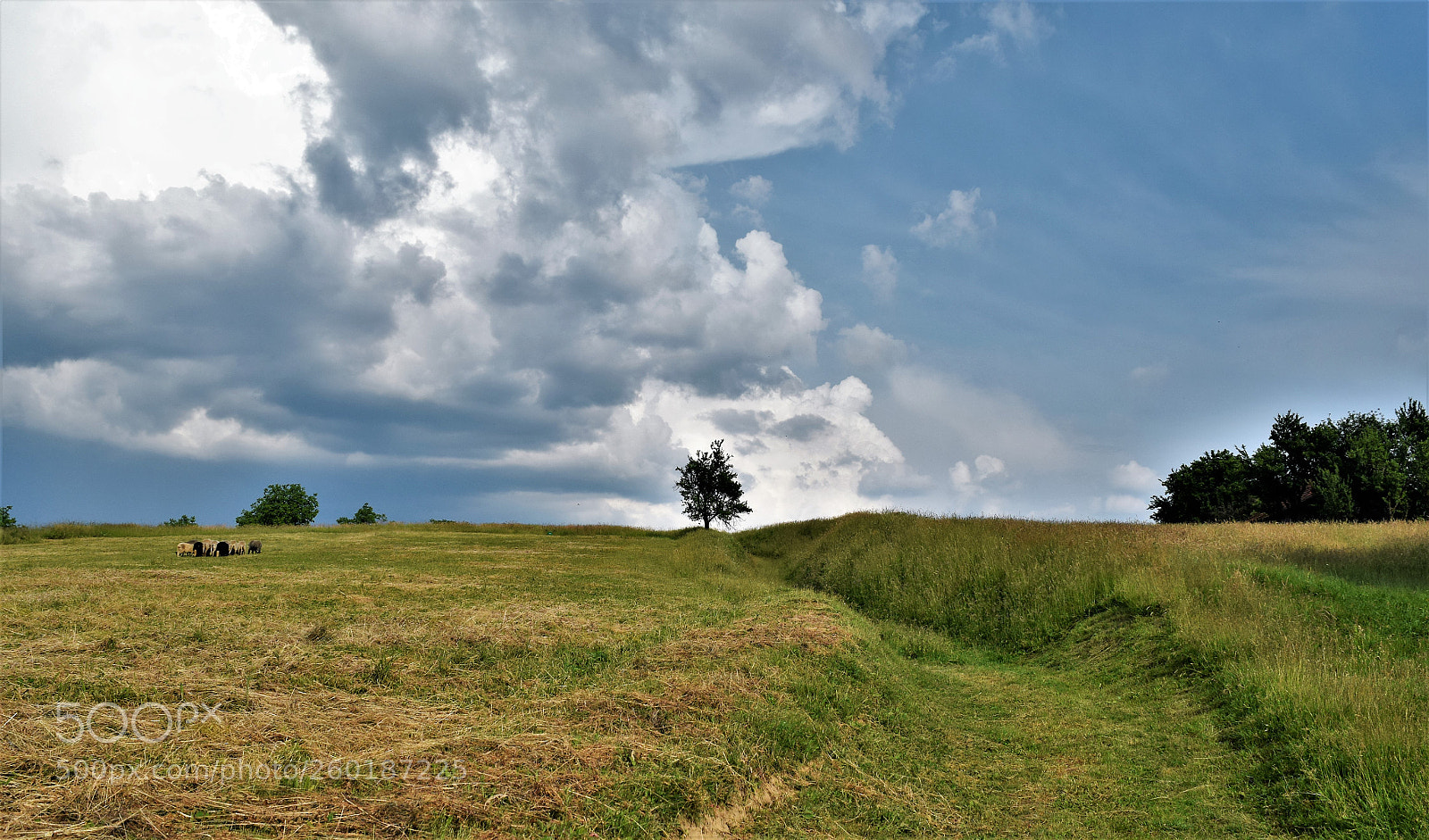 Nikon D3300 sample photo. Upon the hill photography