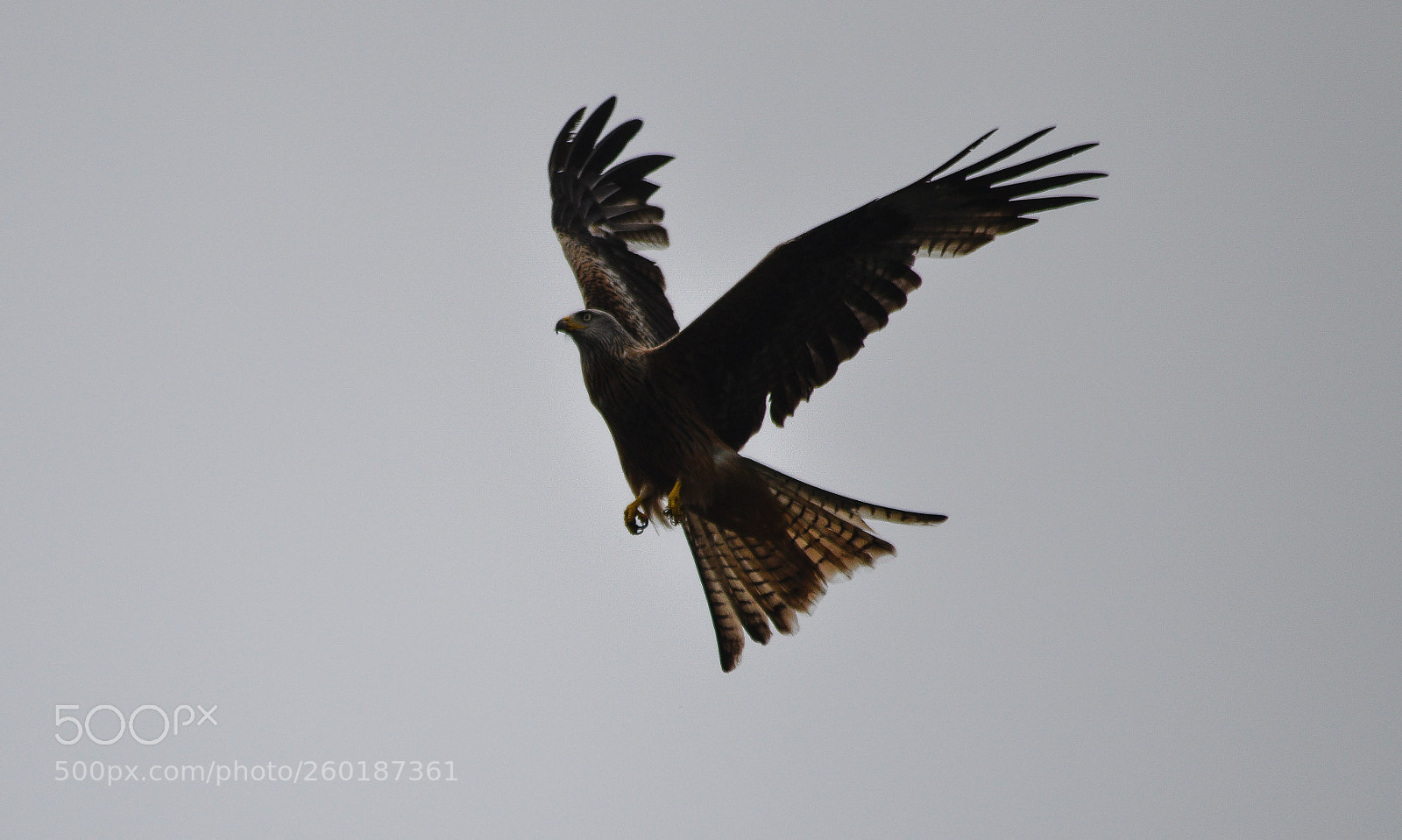 Nikon D3200 sample photo. Red kite photography