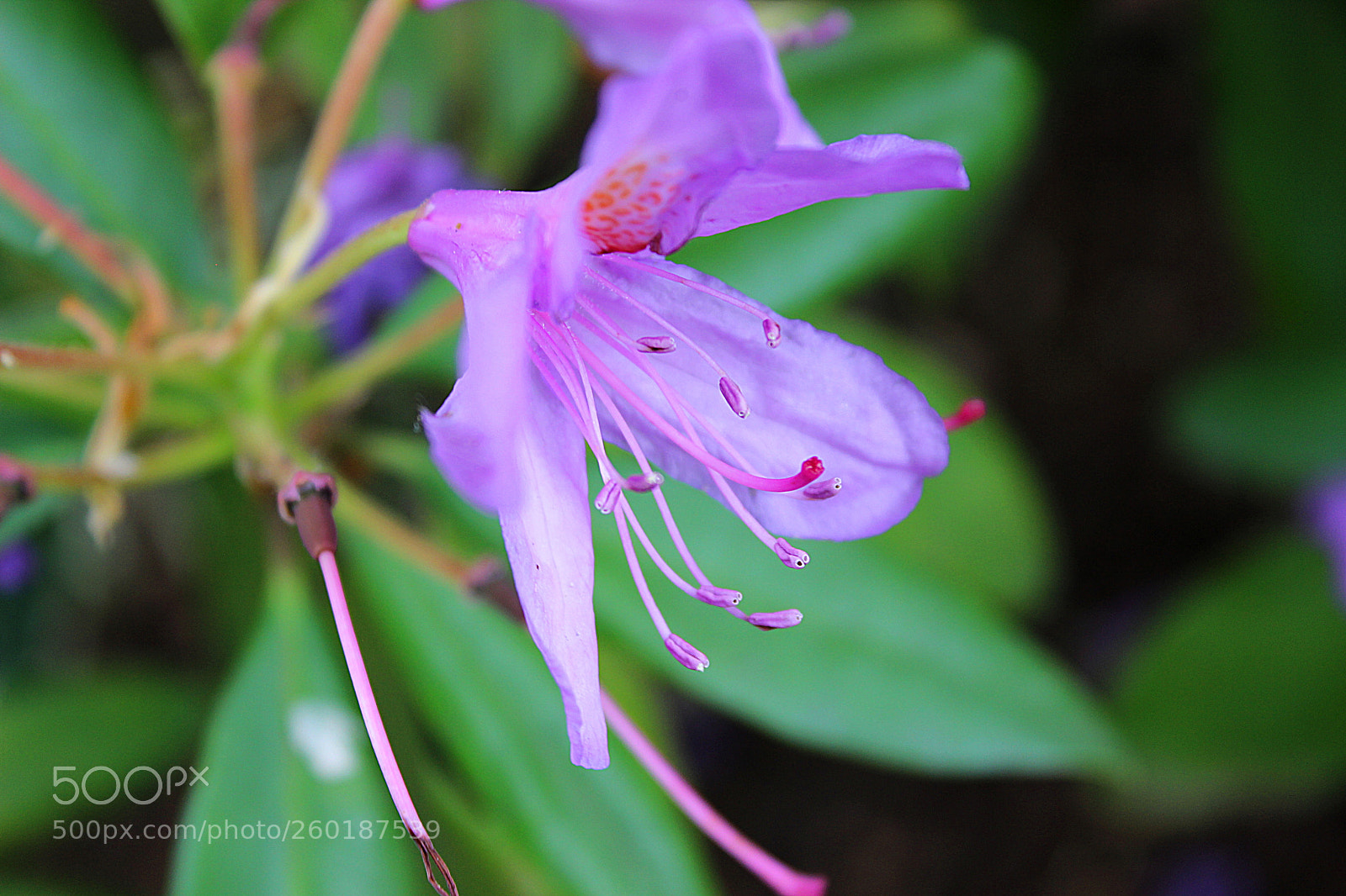 Canon EOS 600D (Rebel EOS T3i / EOS Kiss X5) sample photo. Filigran photography