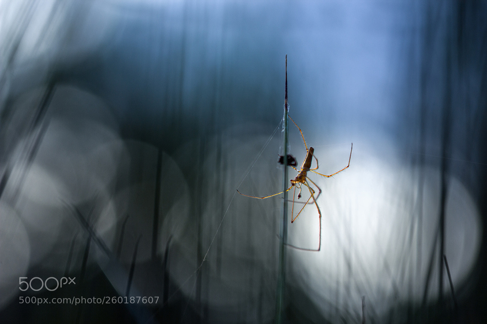 Canon EOS 600D (Rebel EOS T3i / EOS Kiss X5) sample photo. Spider photography