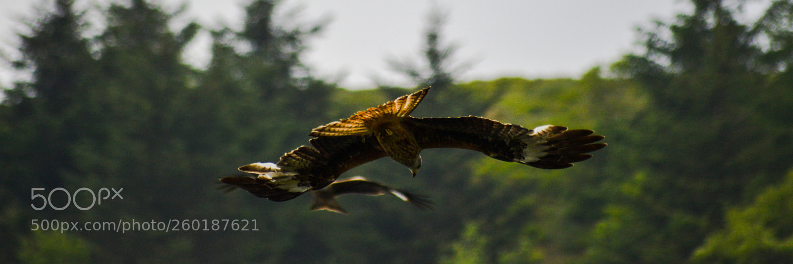 Nikon D3200 sample photo. Red kite photography