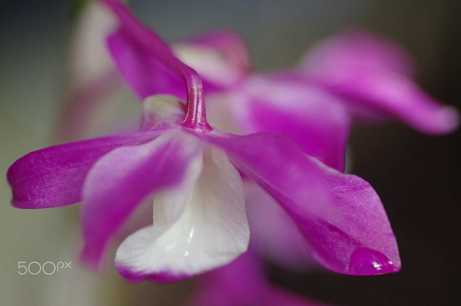 Pentax K-3 II + Pentax smc D-FA 100mm F2.8 Macro WR sample photo. Pink orchid photography