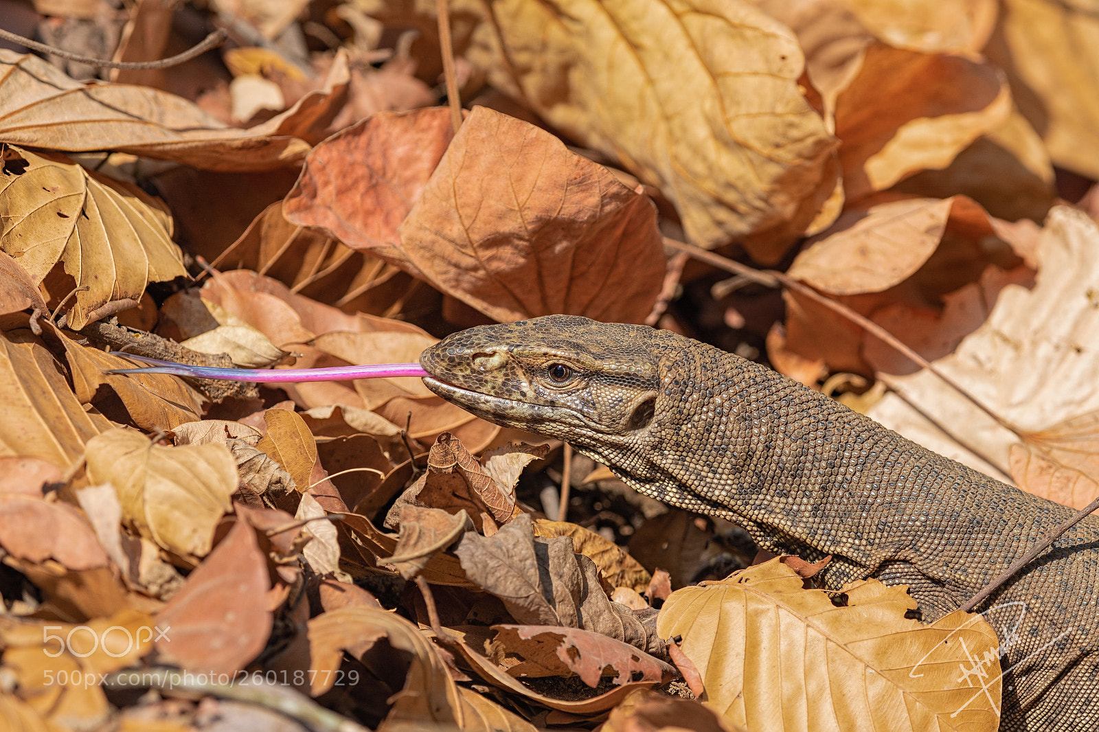Canon EOS 5D Mark IV sample photo. Tongueout photography