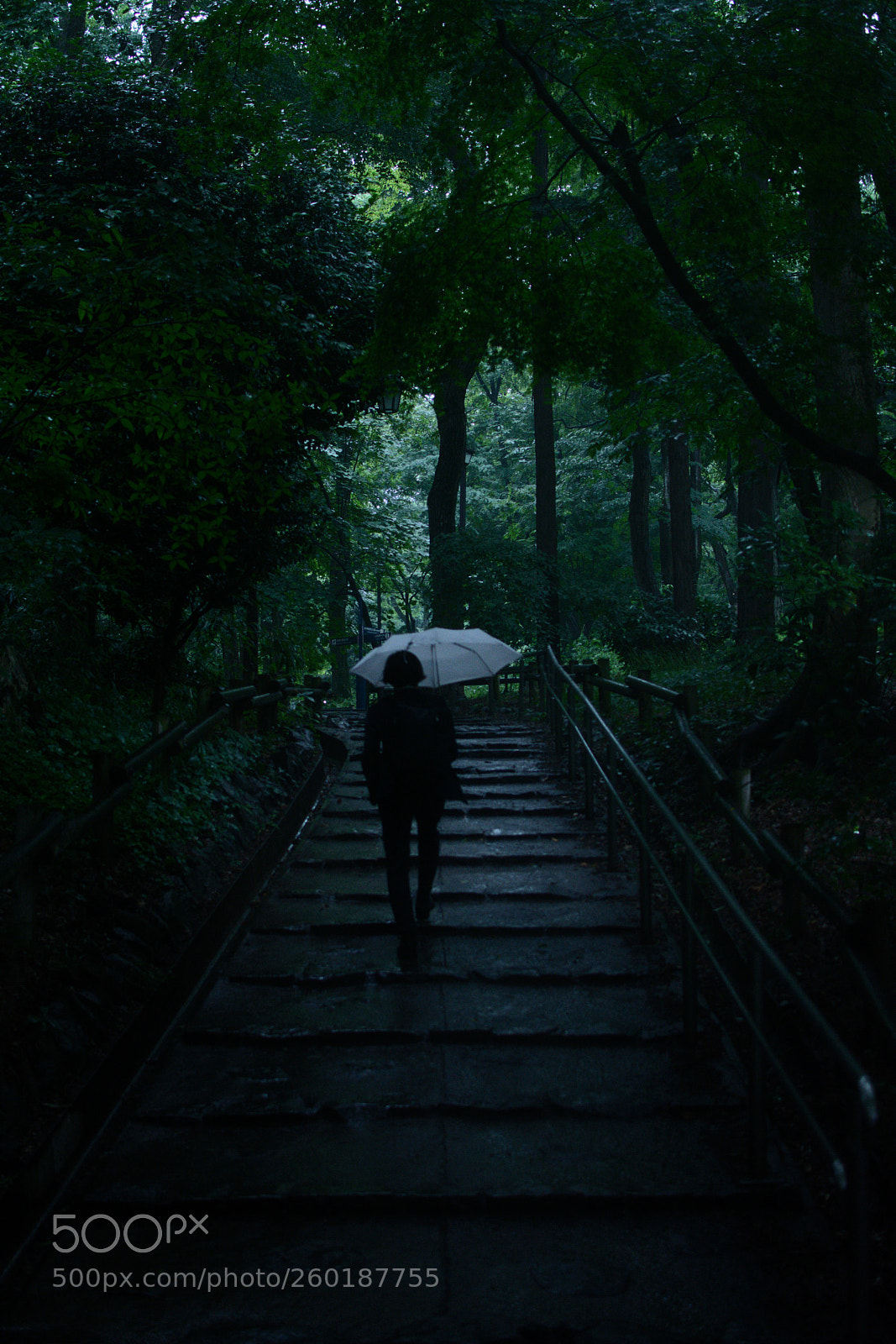 Nikon D7100 sample photo. The forest photography