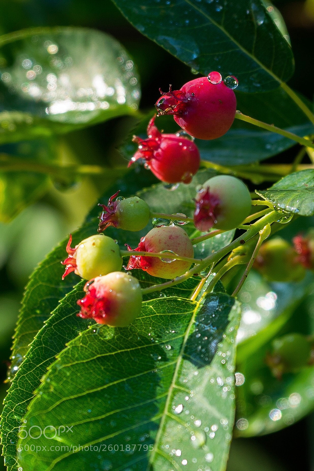 Sony a7 sample photo. Berrys  photography