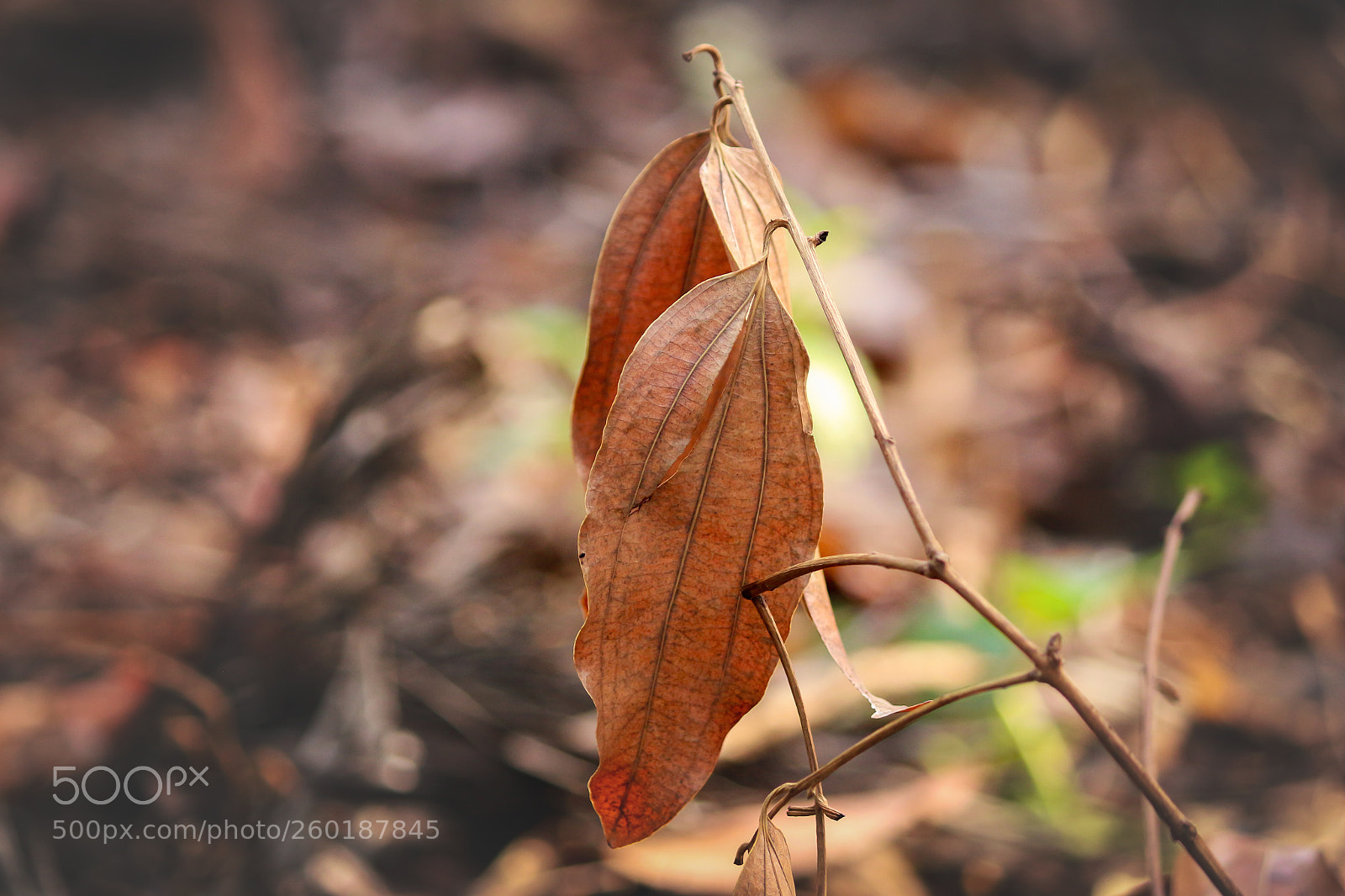 Canon EOS 700D (EOS Rebel T5i / EOS Kiss X7i) sample photo. Dry leaf photography