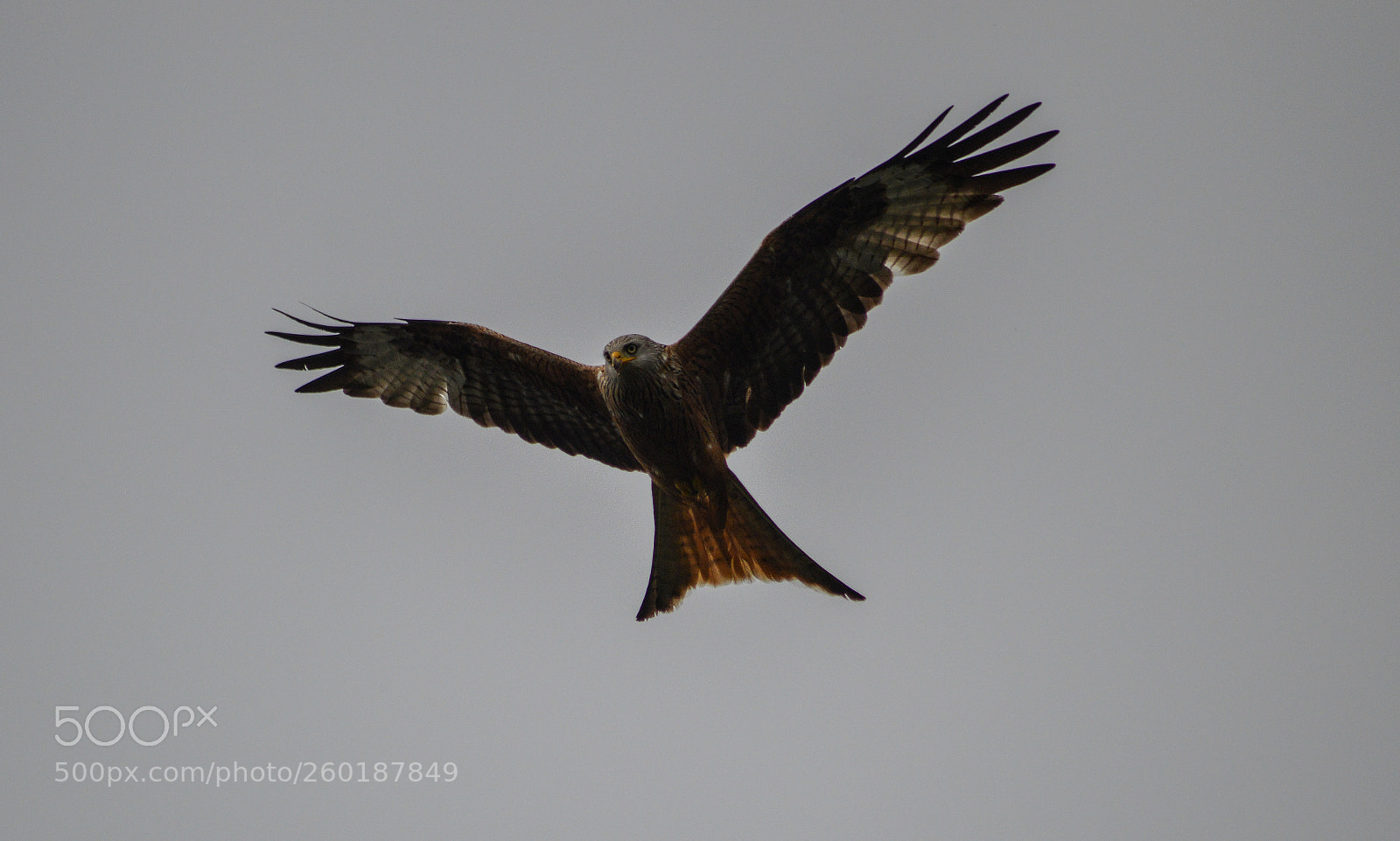 Nikon D3200 sample photo. Red kite photography