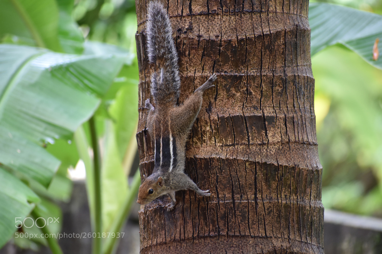 Nikon D3400 sample photo. Squirrel photography
